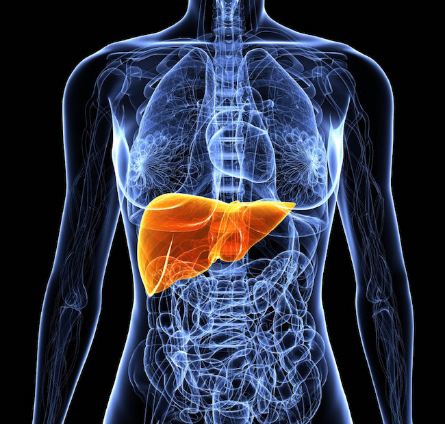リポファジー：肝臓の脂肪蓄積を動員する新しい発見