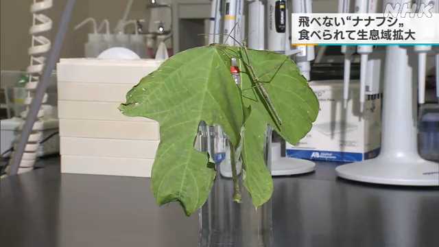 飛べない昆虫「ナナフシ」鳥に食べられて生息域拡大か｜NHK 福島県のニュース