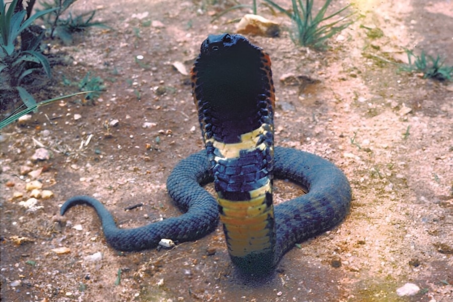 コブラそっくりの「新種の毒ヘビ」を発見したけど、もう絶滅してるっぽい