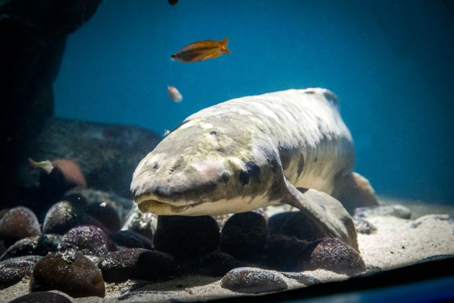 飼育魚として世界最高齢！1938年から水族館にいる肺魚、DNA検査で100歳と判明！