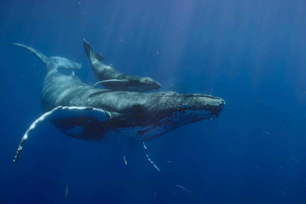 【動画】ザトウクジラの出産の一部始終、科学者が初の観察に成功
