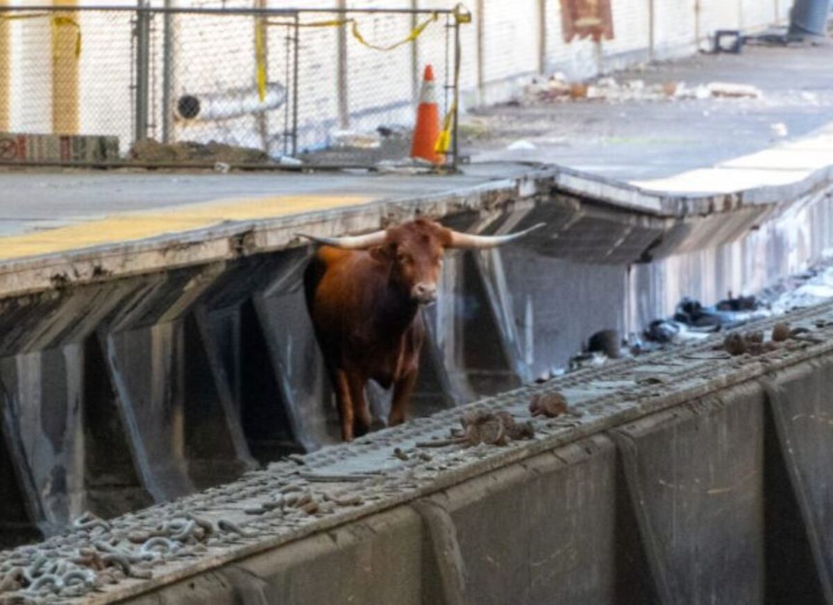 なぜ線路に雄牛が、通勤の足乱れる－ニューヨーク郊外のターミナル駅