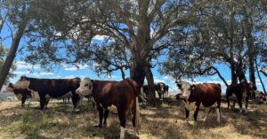 中国、豪食肉業者3社からの輸入規制解除 豪政府発表