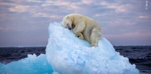 奇跡の1枚からシュールなシーンまで。野生生物の決定的瞬間