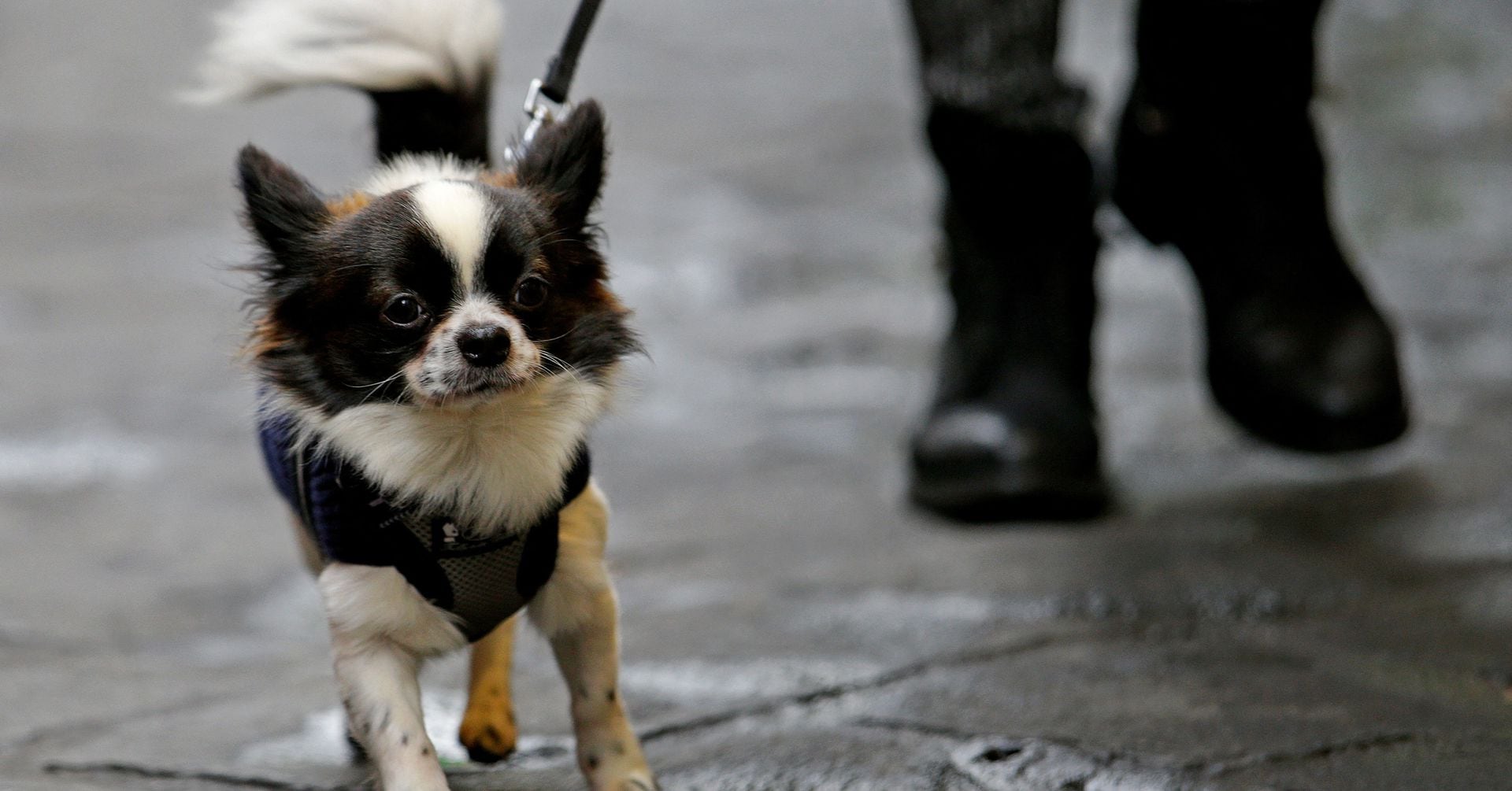犬のふん放置、ＤＮＡで取り締まり イタリア都市が追跡システム