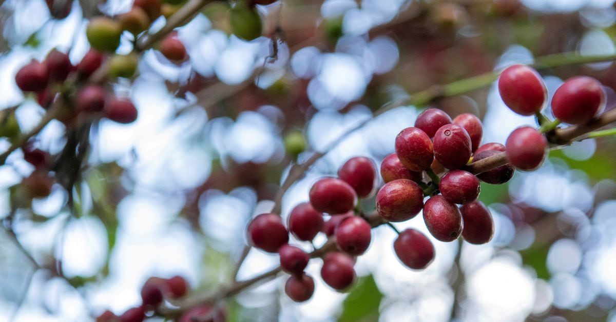 焦点：コーヒー企業「アフリカ離れ」も、ＥＵが森林破壊防止法