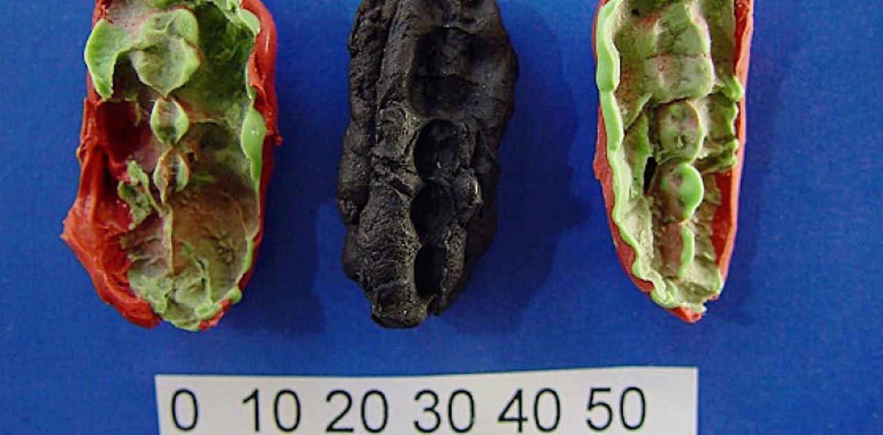 1万年前のチューインガムからわかること…石器時代の若者は何を食べていたのか