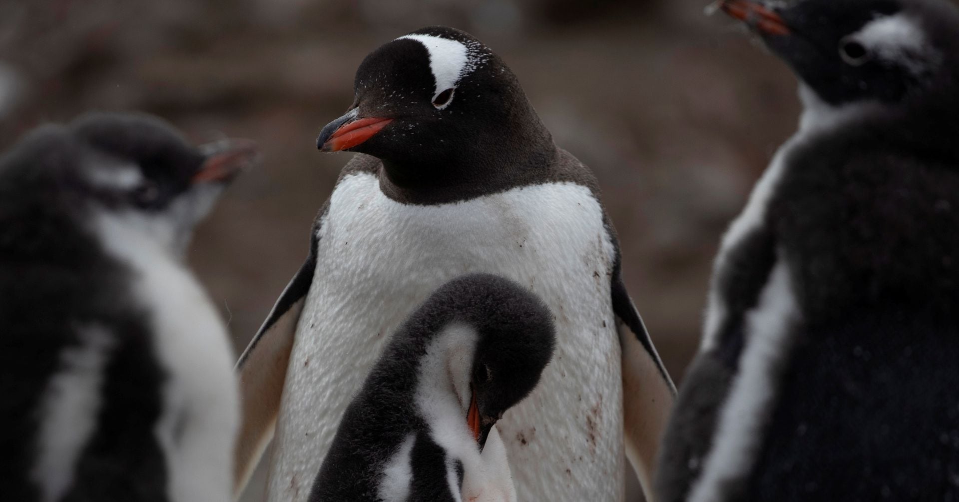 南極大陸本土で鳥インフル感染初確認、ペンギンに感染リスク