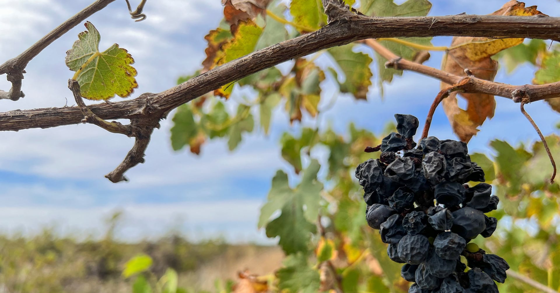 アングル：世界的なワイン消費減、豪生産者に打撃 苦境の零細農家