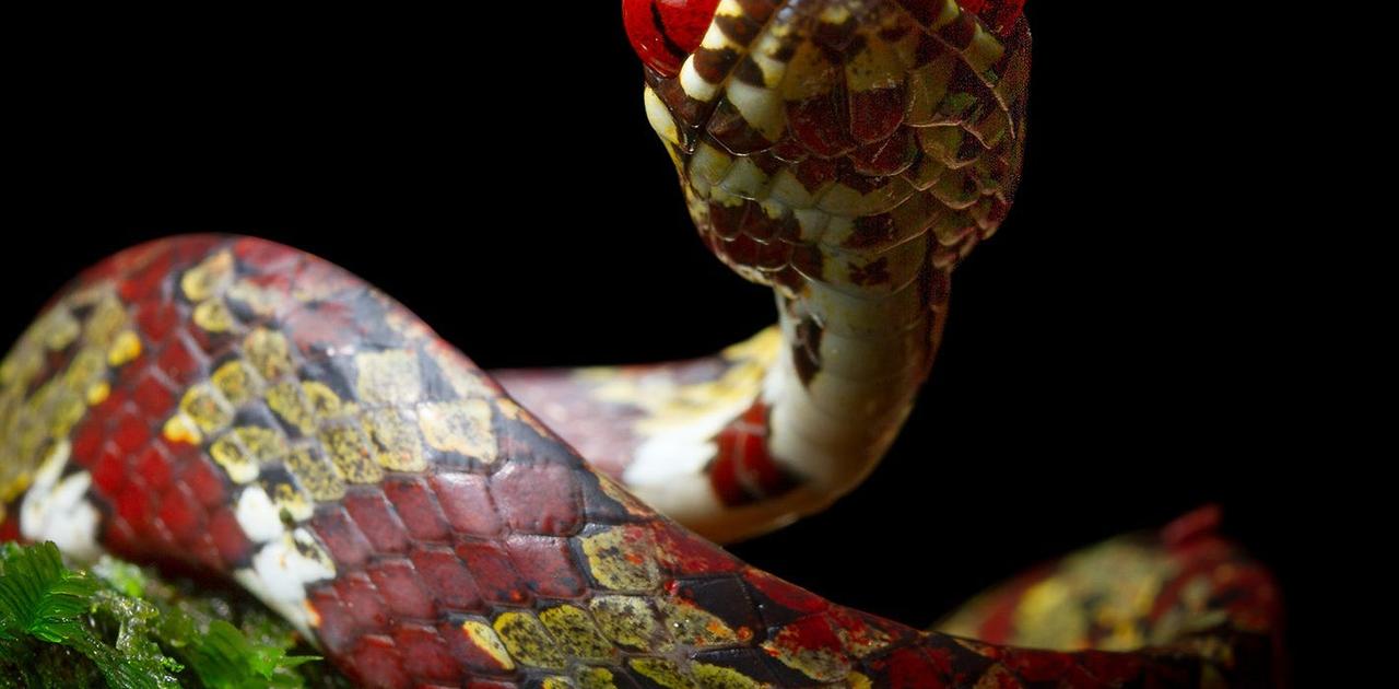 中南米で新種のヘビ5種を発見…そのうち1つはディカプリオに因んだ名が付けられた