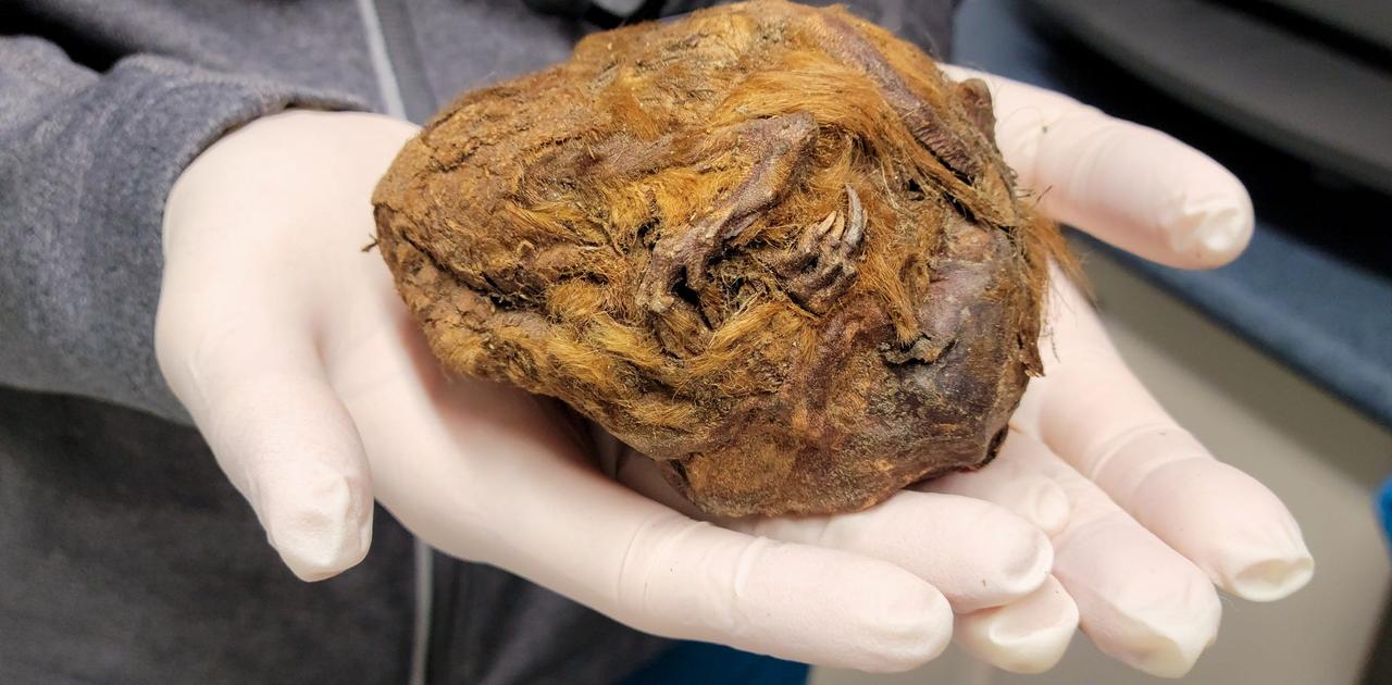金鉱で採掘者が見つけた茶色の毛玉…それは3万年前のリスだった