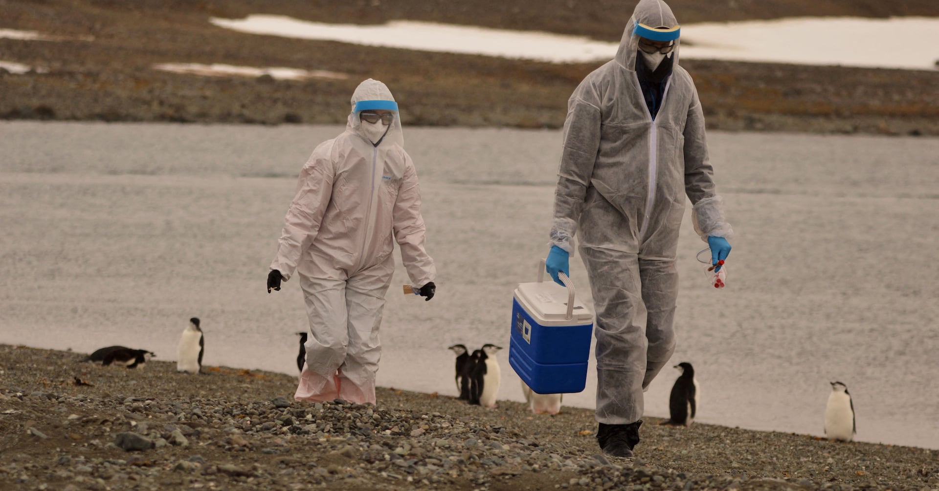 南極大陸でペンギン500羽余の死骸発見、鳥インフル疑いで調査