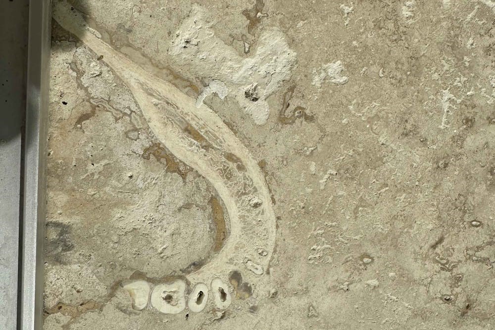歯科医が床タイルに埋まった人間の顎骨を発見！一体誰の骨だったのか？