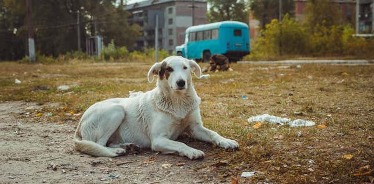 チェルノブイリで暮らす犬たちはDNAに原発事故の影響が残っている