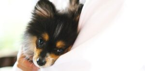 犬の気持ちを理解するカギは｢人間の声｣なのかもしれない