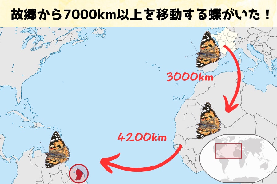 大陸間移動する蝶を発見！大西洋4200キロを昆虫がどうやって横断するのか？ (2/2)