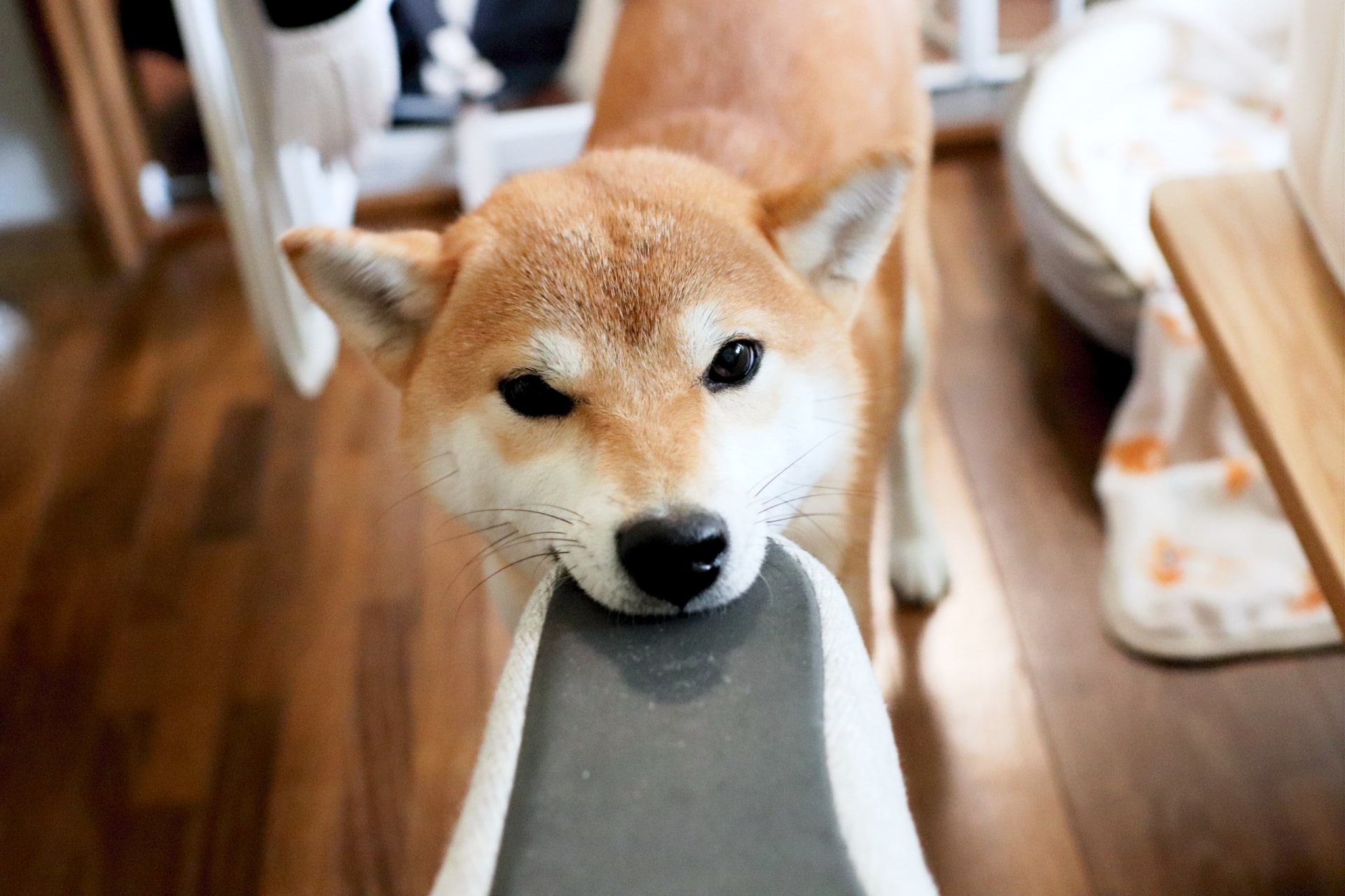 【30～40代の女性に聞いた】最強にかわいいと思う「犬種」ランキングTOP25！ 第1位は「柴犬」【2023年最新調査結果】