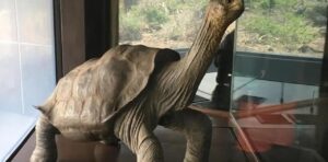 いなくなった瞬間に絶滅｡｢生き残った最後の動物｣たち