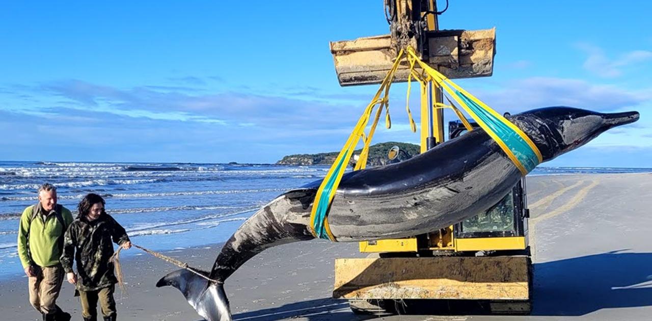 泳いでいる姿を誰も見たことがない“幻のクジラ”、NZで打ち上げられる