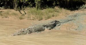 焦点：駆除か啓発か、ワニの増加に頭を悩ませるオーストラリア