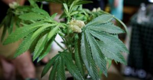 トランプ氏、フロリダ州で娯楽目的の大麻使用合法化を支持