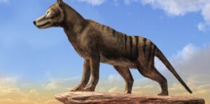 絶滅したタスマニアタイガーの祖先、その強靭すぎるアゴ