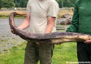 デンマークで発見された1.5mの物体はウミヘビではなくクジラの巨大なアレだった