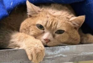 【訃報】ダイエットに励んでいた17kgの太っちょ猫、クロシクがその生涯を閉じる｜カラパイア