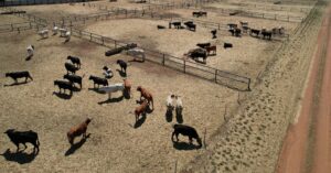 アングル：オージービーフ、日韓など世界でシェア拡大 米国産は減