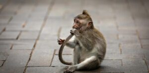 実は根深い問題かも。1匹の猿によってスリランカで国全体が停電に