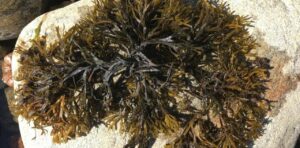 気づいたら生まれてた、全長500kmの｢巨大クローン海藻｣。“クローン故の弱点”を科学者たちが問題視