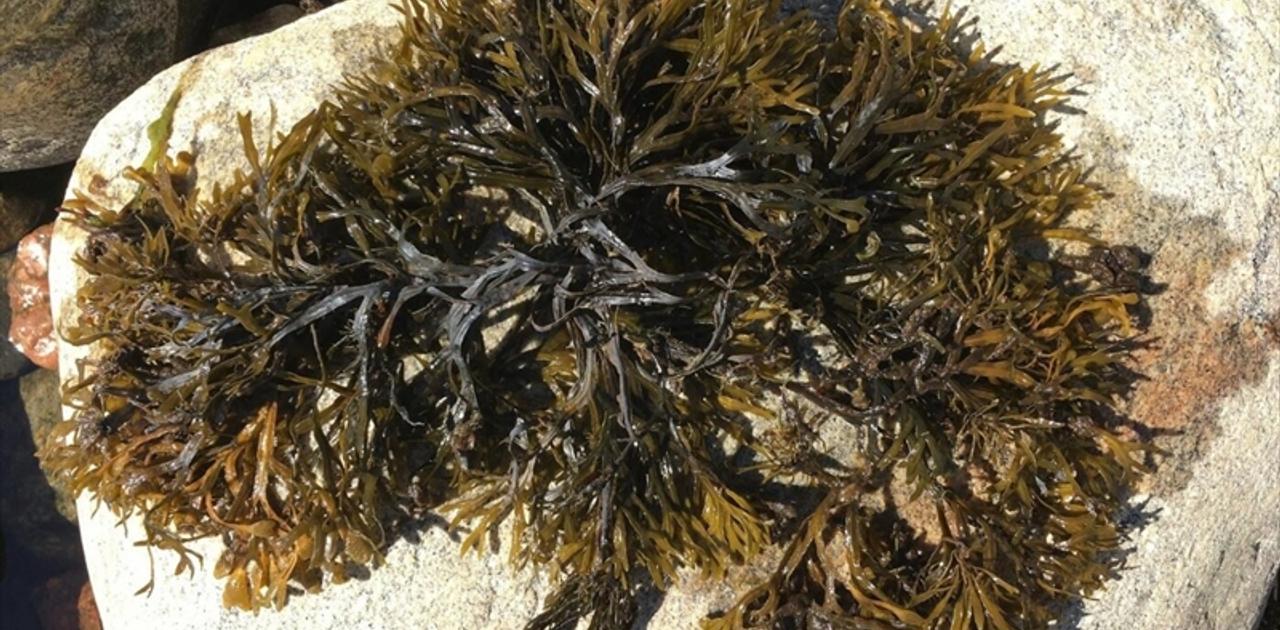 気づいたら生まれてた、全長500kmの｢巨大クローン海藻｣。“クローン故の弱点”を科学者たちが問題視