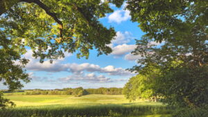 「自然の風景」を見るだけで実際に痛みに関連する脳活動が減少することが判明