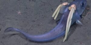 セーラームーンみたいな深海魚が発見される。ツインテールの正体に…ゾッ