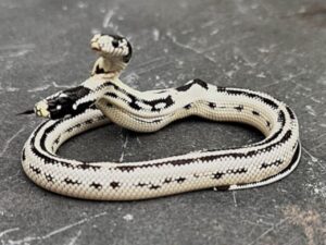 激レアな「双頭のヘビ」、ショップ店員から名前も贈られ生後7カ月に