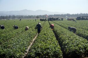 米移民取り締まりで「異常な光景」－萎縮した労働者、職場から消える