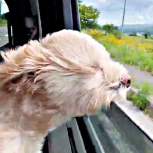 「風を感じたいんだワン」車窓から顔を出したわんこが“別生き物”に変貌 爆笑必至の表情に「もう何かわからない」「カワウソ？」