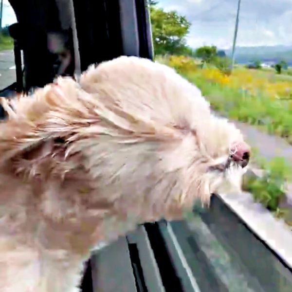 「風を感じたいんだワン」車窓から顔を出したわんこが“別生き物”に変貌 爆笑必至の表情に「もう何かわからない」「カワウソ？」