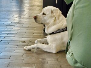 補助犬を理由にレストランの利用を拒否。トイレに行こうとすると道をふさぎ…→店側に罰金命令（米ケンタッキー州）（BuzzFeed Japan）