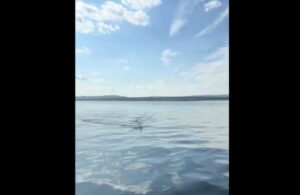 【動画】「手を引っ込めて！」カヤック中の男性に接近する「超巨大生物」にSNS震撼も、本人は大興奮で...