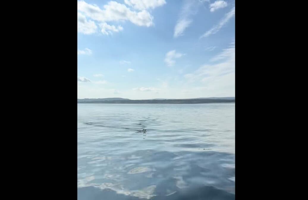 【動画】「手を引っ込めて！」カヤック中の男性に接近する「超巨大生物」にSNS震撼も、本人は大興奮で...