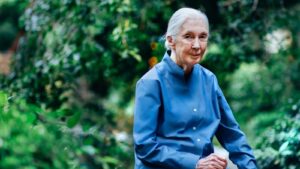 91歳で逝去、動物行動学者ジェーン・グドールがまっとうした「人生の3つの使命」（クーリエ・ジャポン）