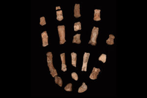 150万年前の古人類の手の化石を発見、道具作りの謎に光 60年前の仮説が驚きの復活