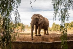 アルゼンチン最後の飼育ゾウが40年ぶりに解放、自由な保護区域へ、136年の飼育に終止符（ナショナル ジオグラフィック日本版）