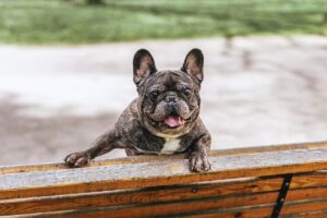 いま「一番人気の犬種」は？ベスト3とワースト3発表 あのブヒ系からバズらない名犬まで 米国